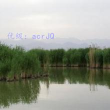 ޿